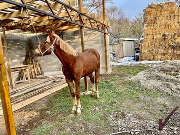 стрижка кошек с выездом на дом: Продаю | Жеребенок | Для разведения — 6