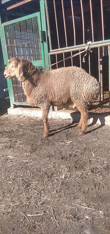 бенгальская кошка цена бишкек: Продаю | Баран (самец) | Для разведения | Племенные — 3