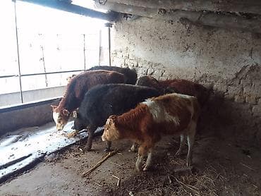 корова ангус: Продаю | Музоо, торпок | Полукровка | На откорм | Привязанные — 4