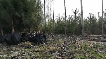 Бакча эмереги: Көчөттөр дарактардын: Кызыл карагайлар — 5