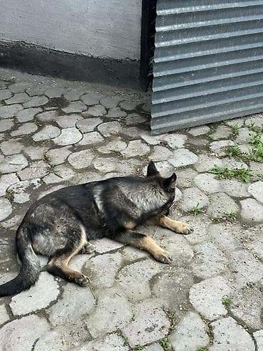 ротвейлеры щенки: Немецкая овчарка, полукровка 3 месяца - Окрас: чепрачный, насыщённые — 4