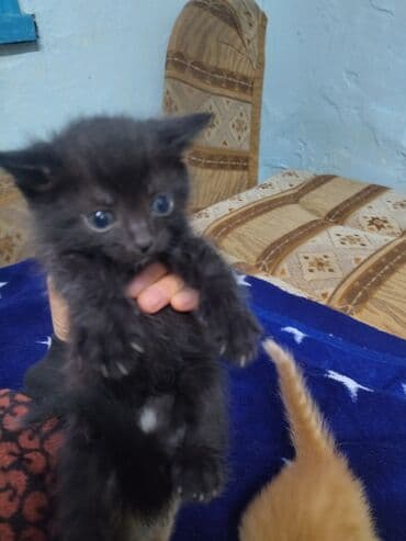 даром коты: Отдам даром — 2