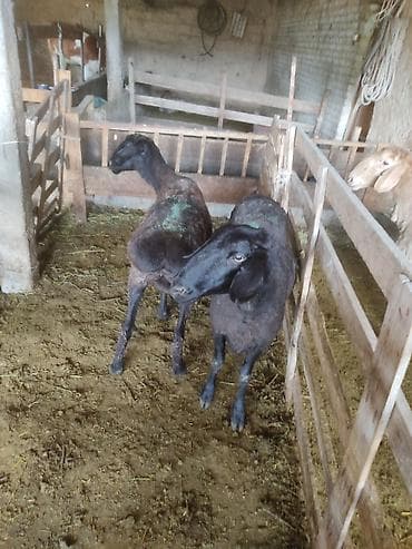 пчелы матки: Продаю | Овца (самка) | Гиссарская | Для разведения | Племенные — 2