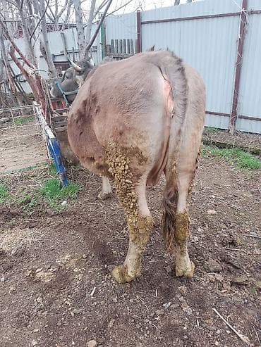 корова теленок: Продаю | Корова (самка) | Для разведения — 7