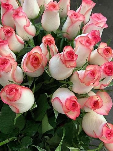 pro max 13: Розы Бишкек, букеты. Цветы. Гулдор. Гул. Розалар — 1