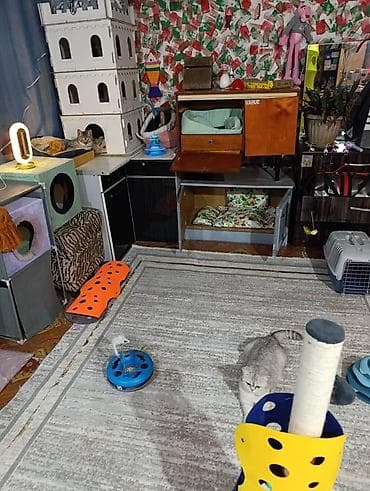 где можно взять кошку бесплатно: Здравствуйте 🌿 Зоогостиница «Мурляндия» принимает только домашних — 9