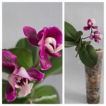 макс: В продаже большой филолендрон бурле макс 2500,орхидеи от 1000 — 10