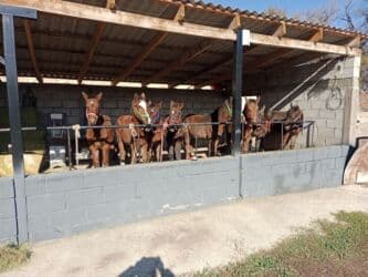 сколько стоит английский бульдог: Продаю | Жеребенок | Кара Жорго | Для разведения | Племенные — 2