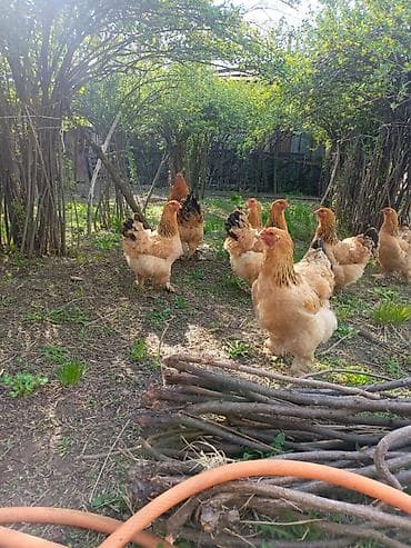 яйца цена: Продаётся куры
7 шт 10000сом
1шт 1500
Адрес в сокулукке — 4