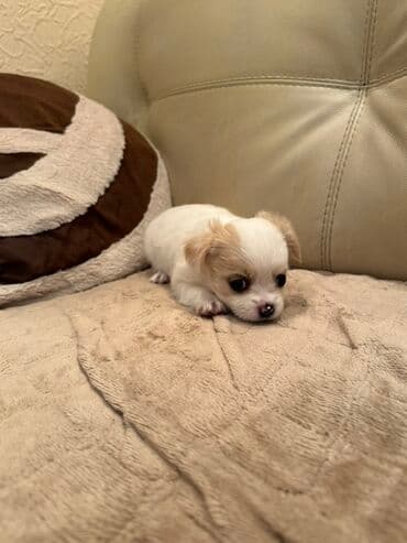 Вязка собак: Чихуахуа, 1 месяц, Самка — 6