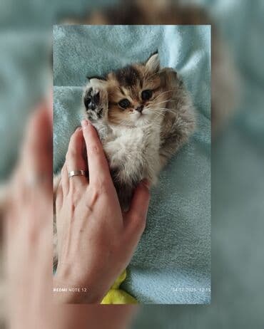 Скотиш Страйт (Шотландская прямоухая), 1 месяц, Мальчик, Золотая шиншилла, Приучена к лотку, Проглистована