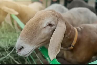 породистые собаки в бишкеке: Продаю | Овца (самка) | На забой | Племенные — 1