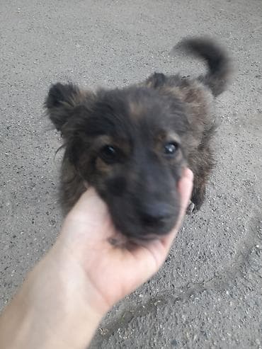 Щенок, пушистый, небольшого роста. Окрас тёмно-бронзовый с