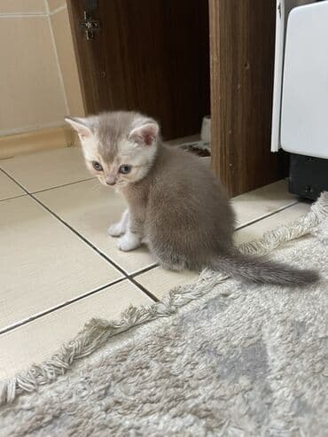 бенгальская кошка цена бишкек: Британская короткошёрстная, 2 месяца, Девочка, Приучена к лотку, С прививками — 3
