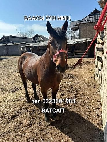 боб кет: Продаю | Жеребец | Конный спорт — 4