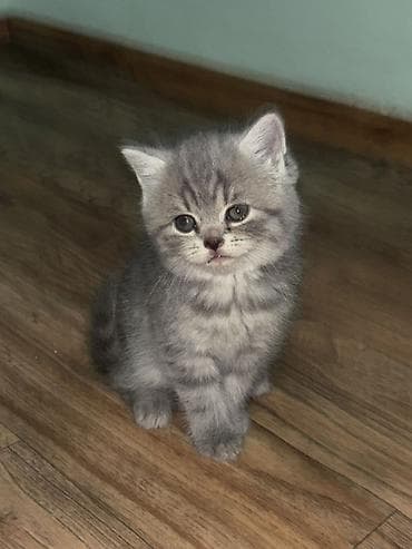 Животные: Породистые котята серого окраса Описание: - Милые котята с — 2