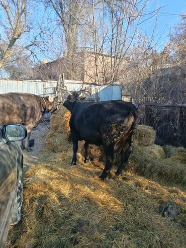 купить собаку доберман в бишкеке: Продаю | Бык (самец) | На откорм | Племенные — 3