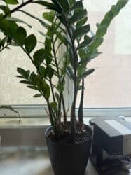 гидропоника купить: Продается долларовое дерево или замиокулькас. Высота 1м 18 см вместе с — 3