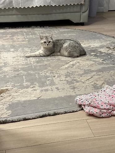 Скотиш Страйт (Шотландская прямоухая), 1 год, Мальчик, Приучена к лотку, С прививками