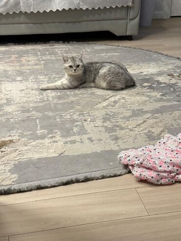 скоттиш страйт цена: Скотиш Страйт (Шотландская прямоухая), 1 год, Мальчик, Приучена к лотку, С прививками — 3