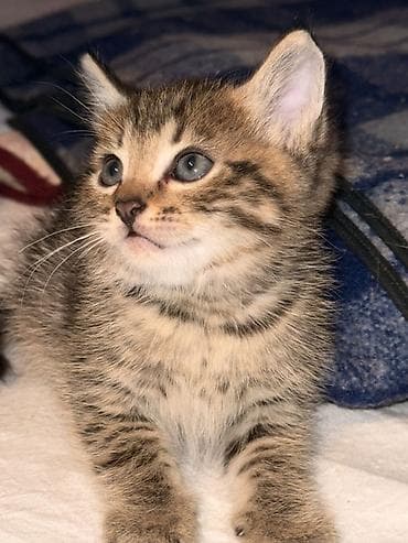 Отдам кота в добрые руки, 1,5 месяцев, самовывоз — 1
