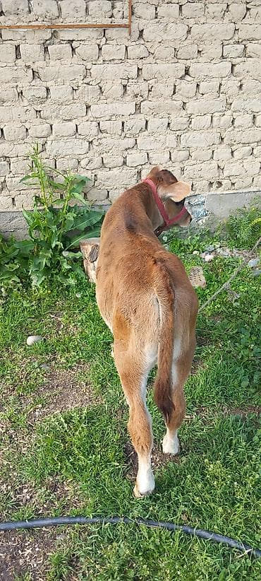 лайка собаки: Продаю | Музоо, торпок | На откорм | Привязанные — 3