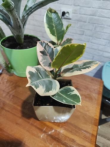 фикус пумила: Фикус эластика Tineke (пестролистный) в горшке. - Компактный куст с — 2