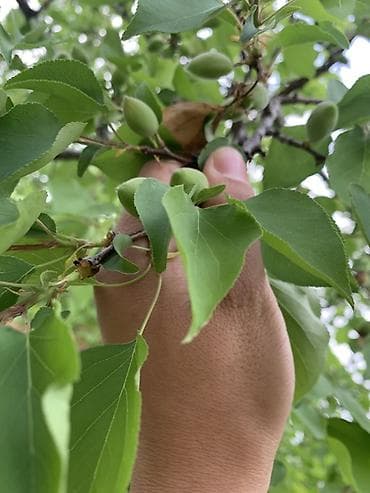 неспелый абрикос: Абрикосы Оптом, В розницу — 2