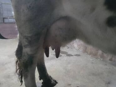 Уйлар, букалар: Сатам | Уй (ургаачы) | Сүт алуу үчүн | Байланган — 1