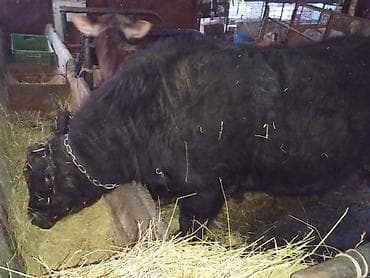 алабай щенки цена: Продам быка — 1