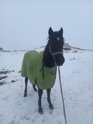 собака авчарка: Продаю | Конь (самец) | Рабочий — 1