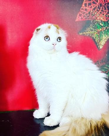 кошка мышык: Шотландская вислоухая кошка (Scottish Fold), длинношерстная. Окрас — 4