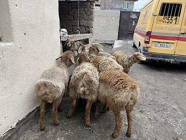 german shepherd: Продаю | Ягненок | На забой — 6