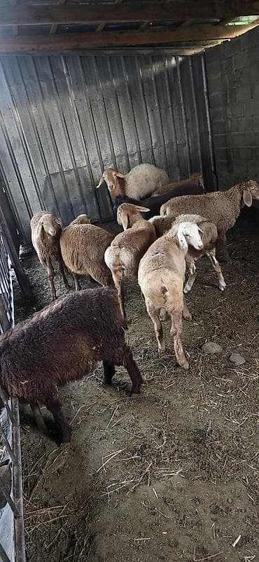 куры живые: Продаю | Овца (самка) | Для разведения | Матка — 6