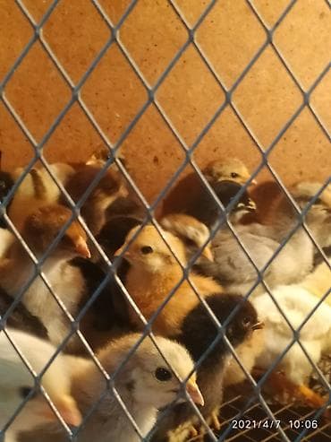 куры марьям бишкек: Продаю | Цыплята | Полубрама | Для разведения — 6