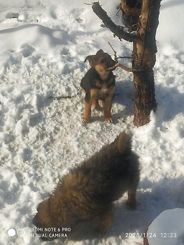 Отдам щенят в хорошие руки, кушают все. Щенкам два месяца, к улице at lalafo.kg Отдам щенят в хорошие руки, кушают все. Щенкам два месяца, к улице