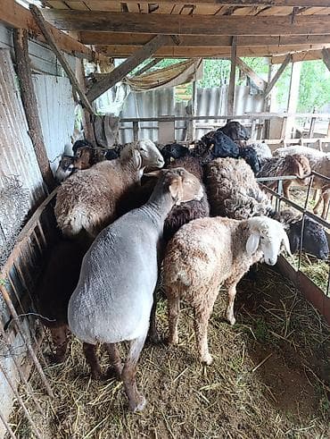 Животные: Продаю | Овца (самка) | Для разведения | Матка — 7