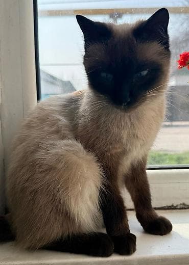 Продажа кошек: Тайская, 1 год, Девочка — 3