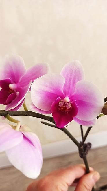 гортензия анабель: Орхидея фаленопсис Особенности: - Крупные цветки классической формы — 1