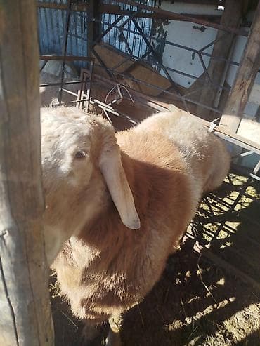 кучук овчарка: Продаю | Баран (самец) | Арашан | Для разведения | Племенные, Осеменитель — 3