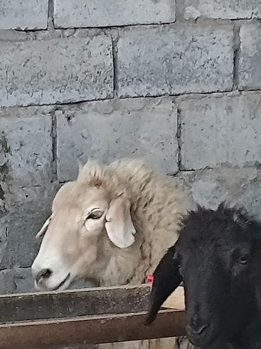 Животные: Продаю | Овца (самка) | Для разведения | Матка — 2