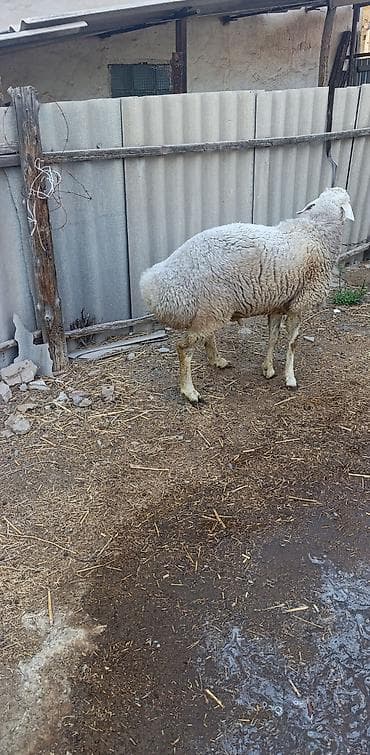 продаю кролов: Продаю | Ягненок | Эдильбаевская — 2