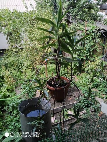 сколько стоят гипсофилы: Продаю: 1. Золотой Ус, большой. Цена за один корень 650 сом. — 2