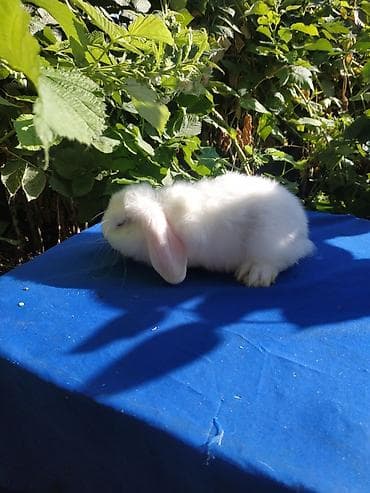 хомяки с клеткой: Веслоухий карликовый баранчик 2 месяца белого цвета, мальчик. Ждёт — 3