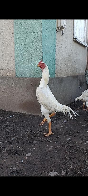 продаю кой: На продажу инкубационные яйцо от белых О Шамо бойцовых птиц. ( дакан ) — 2