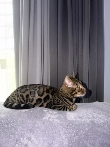 шиншилла кошка: Бенгальская, 1 год, Девочка, Золотая шиншилла, Приучена к лотку, Проглистована, С прививками — 2