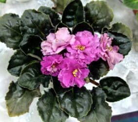 тоголок молдо исанова: Продаю цветущие фиалочки 🌿 🌺🌿 Цены200- 250 -300 сом.Оптовым — 7