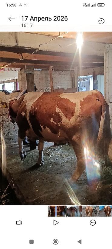 ручной доильный аппарат: Продаю | Корова (самка) | Симментальская | Для молока — 4