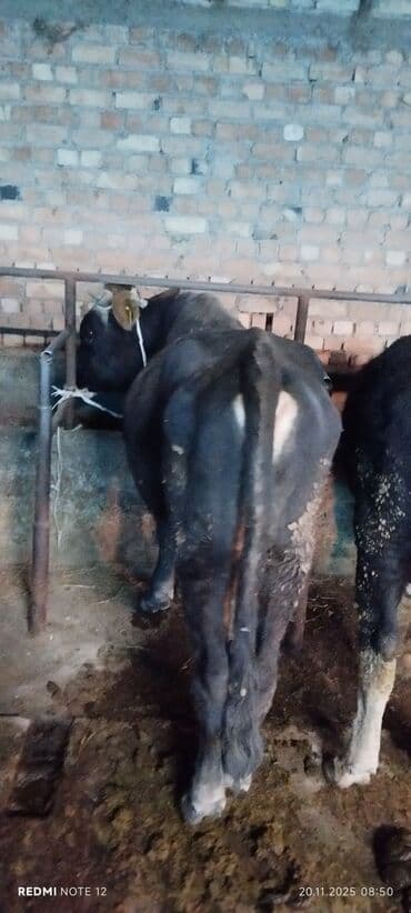 Грызуны: Продаю | Бык (самец) | На откорм | Не стельные — 3