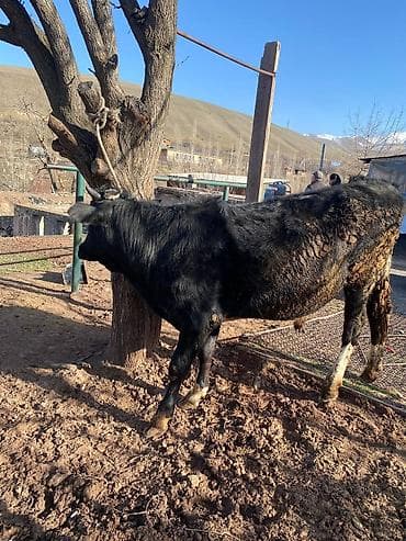 Ветеринар кызматы: Сатам | Бука (эркек) | Аргын | Бордоп семиртүү үчүн | Байланган — 1